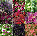100+ Mixed Coleus Flower Plant Seeds Rainbow Groundcover Flowers Garden Plant