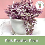 Live Succulents 4.5 Inch Pink Lady Callisia Repens with Hanging Basket - Turtle Vine Succulents Plants Live - Fully Rooted Easy to Grow Houseplants for Home Office Wedding Decor & Gift