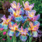 320+ Blooming Iris Flower Seeds for Planting Exotic Perennial Flower Non-GMO Heirloom Seed Beautiful and Colorful Blooms for Your Garden