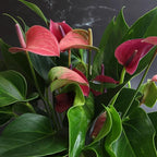 Purple Anthurium Live Plant (Approx. 8-11" Tall), Real Flowers/Unique House Plants in 4" Nursery Pot, Floral Desk Plant, Air Purifying Plants & Cool Gifts for Plant Lovers by Plants for Pets