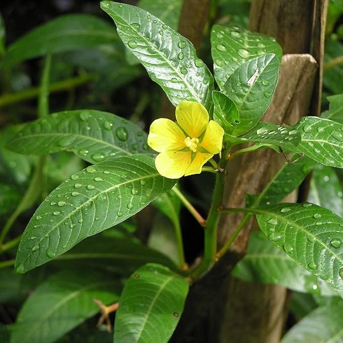 Chalily Primrose Creeper, a Great Live Pond Plant for Your Water Garden. Filters koi and Goldfish Ponds. Good for Bogs, Plant Shelf or Shallow Water This marginal Aquatic is a Real Beauty