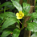 Chalily Primrose Creeper, a Great Live Pond Plant for Your Water Garden. Filters koi and Goldfish Ponds. Good for Bogs, Plant Shelf or Shallow Water This marginal Aquatic is a Real Beauty