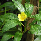 Chalily Primrose Creeper, a Great Live Pond Plant for Your Water Garden. Filters koi and Goldfish Ponds. Good for Bogs, Plant Shelf or Shallow Water This marginal Aquatic is a Real Beauty