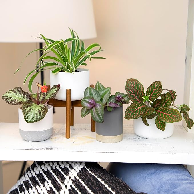 Altman Plants Live Houseplants (6PK), Indoor Plants for Delivery Prime, Live Plants and Gardening Gifts for Plant Lovers, Planters for Indoor Plants with Potting Soil, Live House Plants Indoors Live