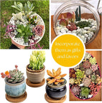 Live Trailing Mystery Succulent | Well Rooted Real Hanging Succulents Planted in 2 inch Pots | Assorted Small Starter Plants for DIY, Home Outdoor/Indoor Wedding or Birthday Gift (4 Pack)