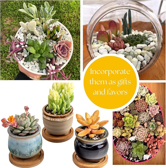 Live Trailing Mystery Succulent | Well Rooted Real Hanging Succulents Planted in 2 inch Pots | Assorted Small Starter Plants for DIY, Home Outdoor/Indoor Wedding or Birthday Gift (16 Pack)