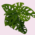 BubbleBlooms Monstera Adansonii Swiss Cheese Plant, Live in a 4 inch Pot by BubbleBlooms