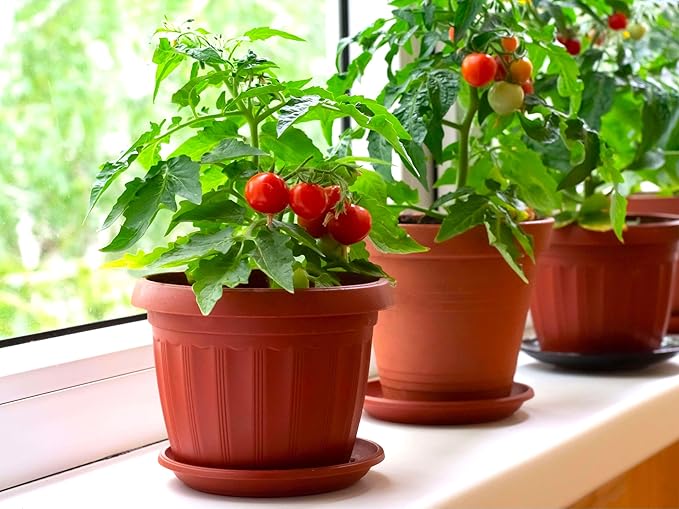 Seeds Indoor Tomato Bonsai 30 Seeds for Planting Dwarf Tomato for Growing Indoors