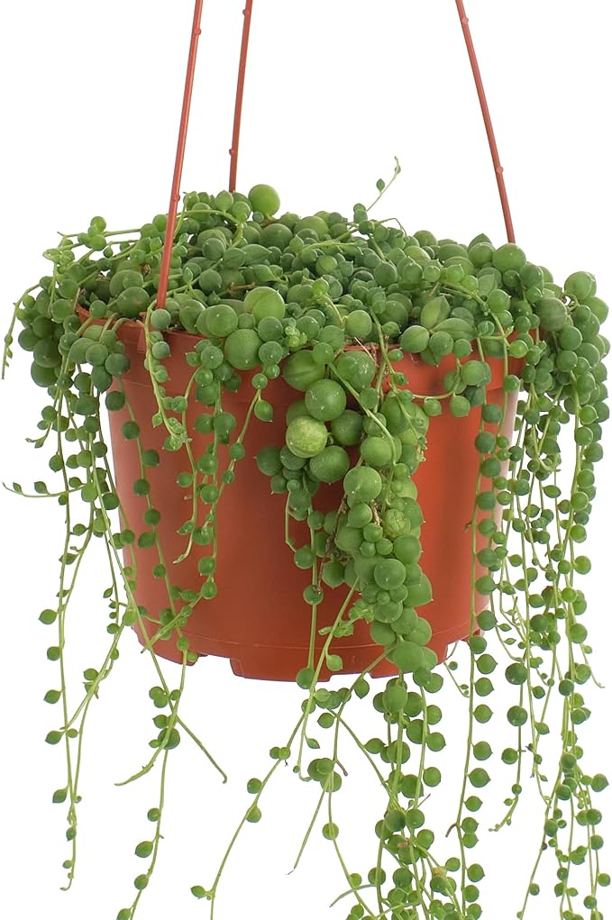 Shop Succulents String of Pearls Hanging Succulent, Senecio Rowleyanus, Fully Rooted Live 6" Succulent Plant, Low Maintenance Indoor Plant, Hardy Succulents, Trailing Succulents, Gift & Garden