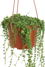 Shop Succulents String of Pearls Hanging Succulent, Senecio Rowleyanus, Fully Rooted Live 6" Succulent Plant, Low Maintenance Indoor Plant, Hardy Succulents, Trailing Succulents, Gift & Garden