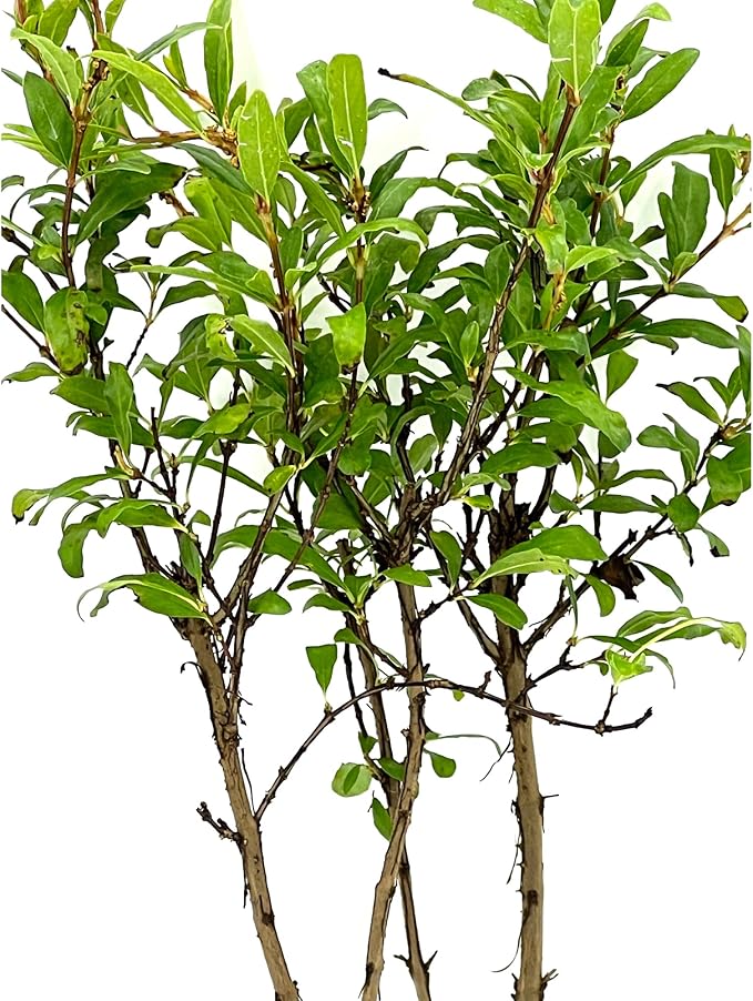 ragnaroc Live Fruit Trees – Punica Granatum Dwarf Pomegranate Plug 9-12” Tall - 1ct - Color When Flowering Red, Bonsai - Live Arrival Guaranteed - House Plants for Home Decor