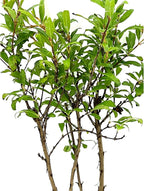 ragnaroc Live Fruit Trees – Punica Granatum Dwarf Pomegranate Plug 9-12” Tall - 1ct - Color When Flowering Red, Bonsai - Live Arrival Guaranteed - House Plants for Home Decor