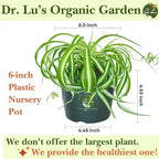 Dr. Lu’s Organic Bonnie Curly Spider Plant | Air Purifying House Plants | Rooted Spider Plant | Easy Grow Indoor Plants | Live Plants in 6'' Nursery Pot