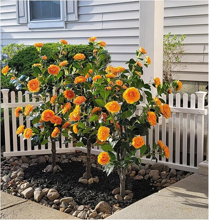 2 Pack 43.3"/3.6FT Artificial Tree with Camellia Flowers Fake Tree with 32 Blooming Flowers Orange Tree for Spring Home Front Door Outdoor Indoor Decor (Including Faux Moss)