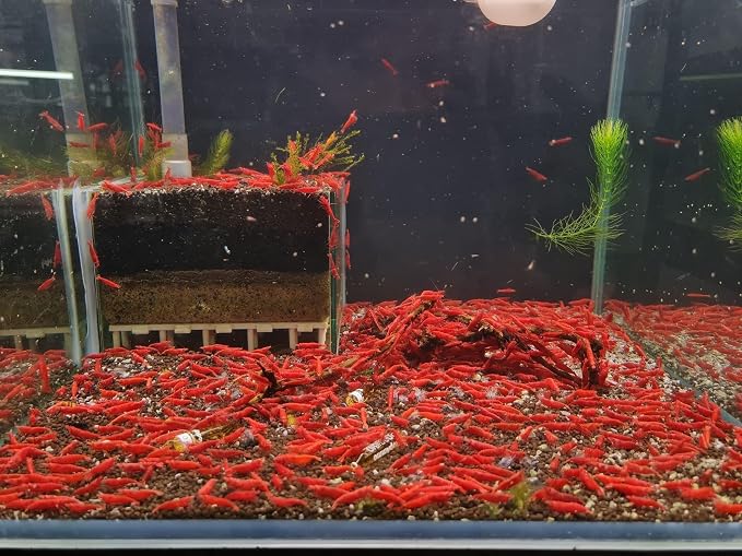 Las Vegas Exotic Fish™ 20 High Grade Fire Red Cherry Shrimps Neocaridina Live Freshwater Shrimp Aquarium Inverts (Live Guarantee or Replacemnt is free) FREE PLANT!