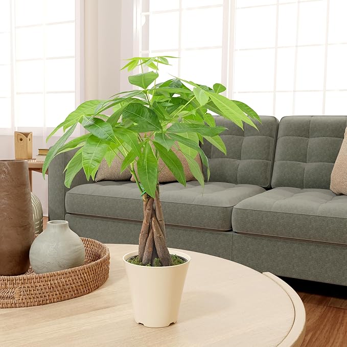 Live Braided Money Tree Pachira Aquatica Indoor Houseplant in Arcadia Garden Product's Branded Plastic Pot, Tropical Plant Collector Gift for Home and Garden Decor, 4-in, Beige