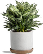 8 Inch Plant Pot: Ceramic Planter with Drainage Hole & Saucer for Indoor Outdoor Plants - Flowerpot with Bonded Tray for Home Office - Retro Style, Grey