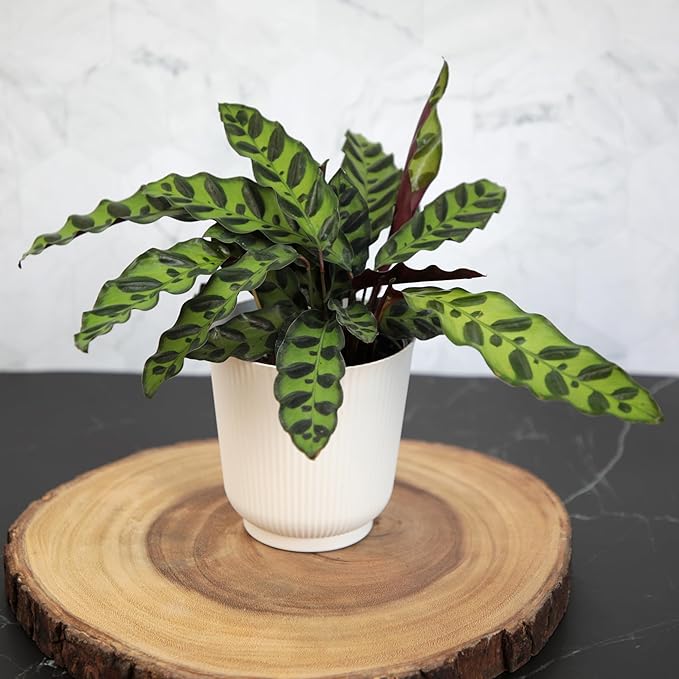 Pet Safe Live Prayer Plant Calathea Collection (3PK) in 4 Inch Pots, Pet Friendly Houseplants, Rattlesnake Plant, Orbifolia, Non-Toxic Houseplant Mix