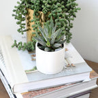 Plants for Pets Haworthia Zebra Plant Succulent in 2.5 Inch White Succulent Pot, Pet Friendly Houseplant, Live Plant Gift, Dog & Cat Safe Plants, Low Light Mini Succulents for Home Decor