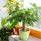 Live Plants Money Tree in 4" Green Plastic Pot, Easy to Grow Houseplant, Indoor Bonsai, Home Office Decor, Birthday Housewarming Gift
