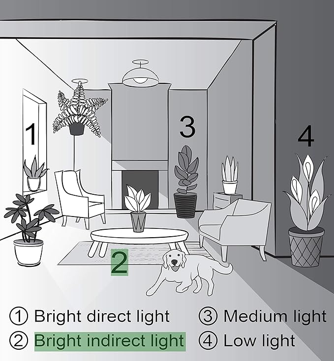 Thorsen's Greenhouse Green Prayer Plant, Live Indoor Plant, Pet Friendly, Uncommon Houseplant, Green Maranta, Easy to Grow, 4" Diameter Pot (Terra Cotta)
