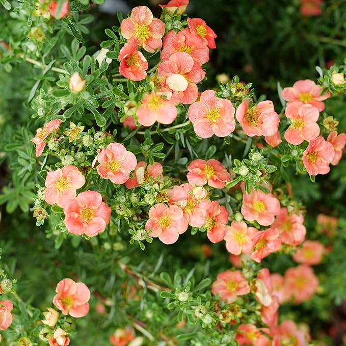 Proven Winners Happy Face Orange Potentilla (Dasiphora fruticosa) Live Plant, 4.5" Qt