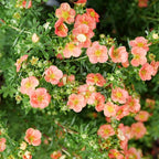 Proven Winners Happy Face Orange Potentilla (Dasiphora fruticosa) Live Plant, 4.5" Qt, 4 Pack