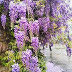 American Purple Wisteria Live Plant in 2.5 Inch Pot | Hardy, Fragrant Purple Flower | Easy-Care Climbing Vine for Landscapes, Fences & Outdoor Garden Décor