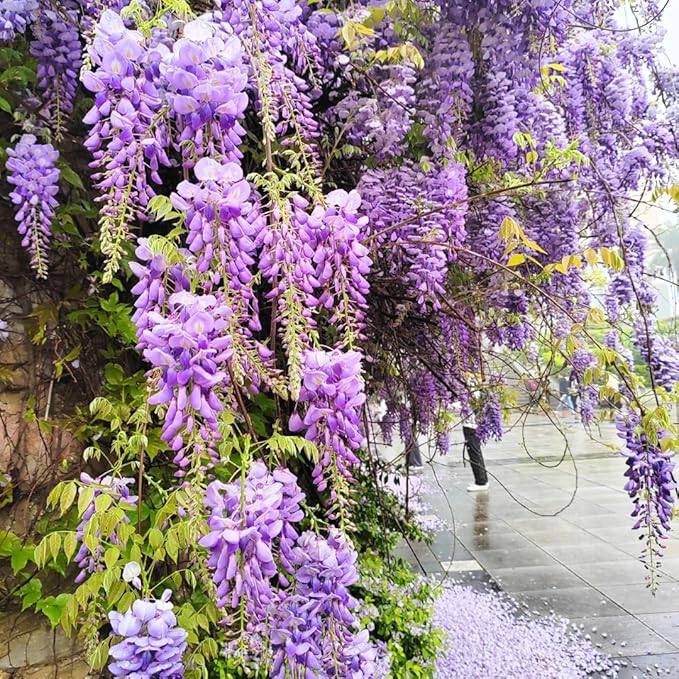 American Purple Wisteria Live Plant in 2.5 Inch Pot | Hardy, Fragrant Purple Flower | Easy-Care Climbing Vine for Landscapes, Fences & Outdoor Garden Décor