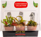 Costa Farms Live Carnivorous Plant Collection (3-Pack): Venus Flytraps, Sarracenia Pitcher Plants, and Nepenthes – Easy Care Indoor Predator Exotic Houseplants