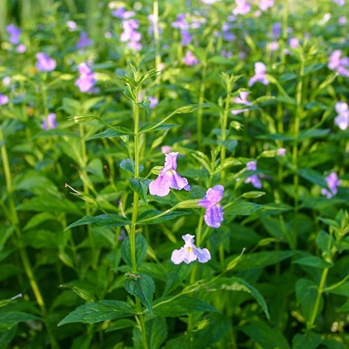 Monkey Flower, a Great Live Pond Plant for Your Water Garden. Filters koi and Goldfish Ponds. Good for Bogs, Plant Shelf or Shallow Water This marginal Aquatic is a Real Beauty