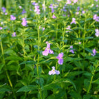 Monkey Flower, a Great Live Pond Plant for Your Water Garden. Filters koi and Goldfish Ponds. Good for Bogs, Plant Shelf or Shallow Water This marginal Aquatic is a Real Beauty