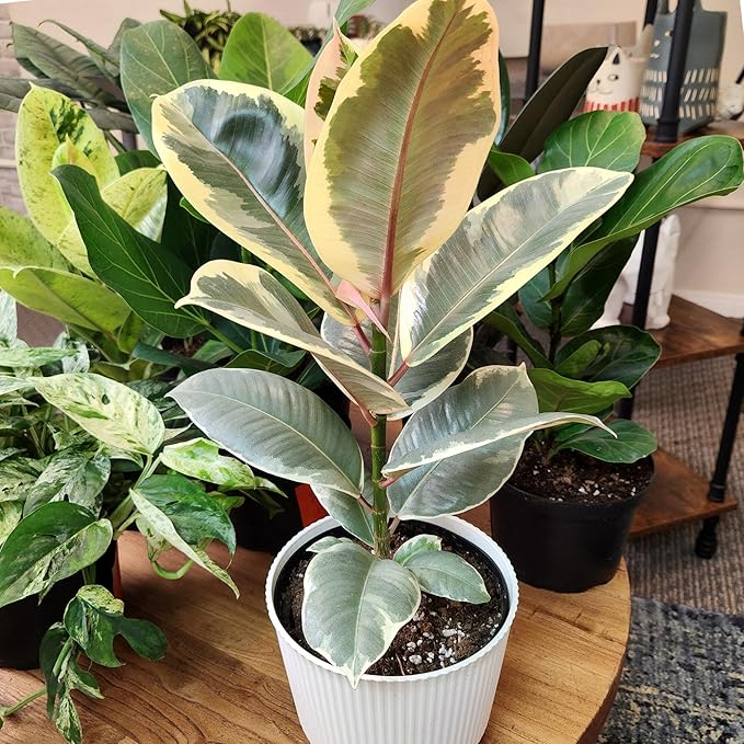 Ficus Tineke, Rubber Tree Plant, Live Ficus Tree House Plant Decor in 6" White Pot, Easy Plant Gift, Variegated Rubber Plant, Live Plant Gift, Office Plants & Decorative Plants by Plants for Pets