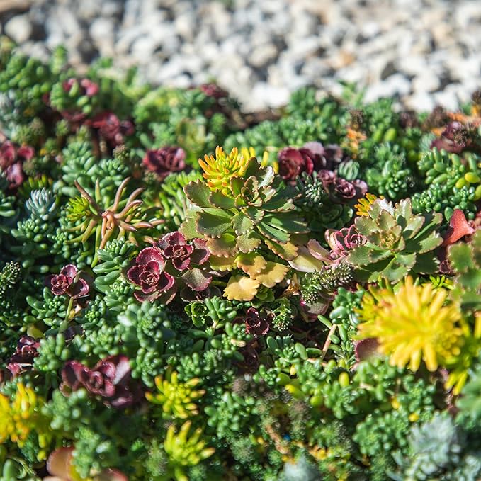 10 in. x 20 in. Sedum Groundcover Mat, Non-toxic Hardy Stonecrop for Landscaping, Live Succulents, Pet Friendly Plants for Cats & Dogs, Drought Resilient, Easy Care