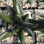 Gasteria nigricans monstrose Cacti Cactus Succulent Real Live Plant
