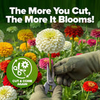 HOME GROWN Dwarf Zinnia Seeds Mix - 8525 Pumila Zinnia Seeds for 2026 (2oz) | Zinnia Flower Seeds for Planting Outdoors | Colorful Cut Annual Flowers for Summer Gardens & Containers (Zinnia elegans)