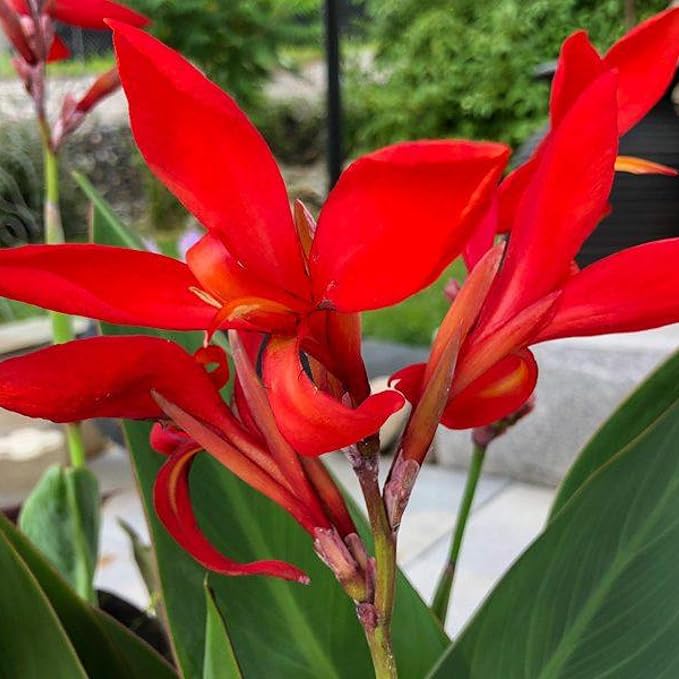 Chalily Canna 'Endeavor', a Great Live Pond Plant for Your Water Garden. Filters koi and Goldfish Ponds. Good for Bogs, Plant Shelf or Shallow Water This marginal Aquatic is a Real Beauty