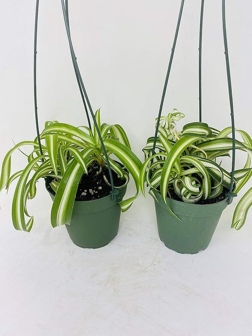*Two Bonnie Curly Spider Plant Easy Cleans the Air - 4" Pot- Unique From Jmbamboo