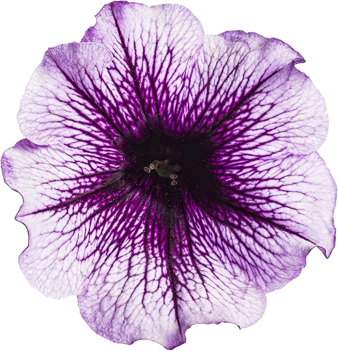 Proven Winners® Petunia Plant - Supertunia Bordeaux - 4 Pack - Annual Flower for Spring & Summer Blooms - 6" Tall x 6" Wide, 1.56 Pt Pot