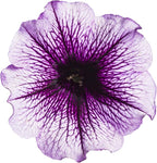 Proven Winners® Petunia Plant - Supertunia Bordeaux - 4 Pack - Annual Flower for Spring & Summer Blooms - 6" Tall x 6" Wide, 1.56 Pt Pot