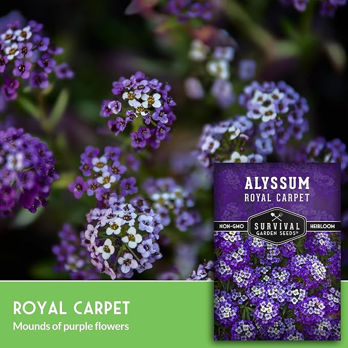 Alyssum Seeds for Planting - Sweet Royal Carpet Purple Variety - Fragrant Perennial Flower & Ground Cover - Heirloom Non-GMO - Survival Garden Seeds (1 Pack)