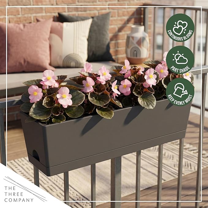 Live Begonia - Dark Leaf Cocktail Pink (4 Per Pack), Beautiful Shade Annual, Ships 8" Tall by 4" Wide in 1 Pt Pot
