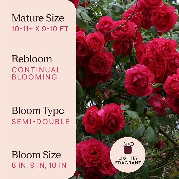 Heirloom Climbing Roses, Live Own Root Plant for Outdoor Garden, Blaze, Lightly Fragrant, Hardiness Zones 5-10, Continual Blooming