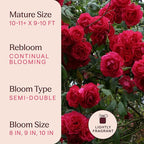 Heirloom Climbing Roses, Live Own Root Plant for Outdoor Garden, Blaze, Lightly Fragrant, Hardiness Zones 5-10, Continual Blooming