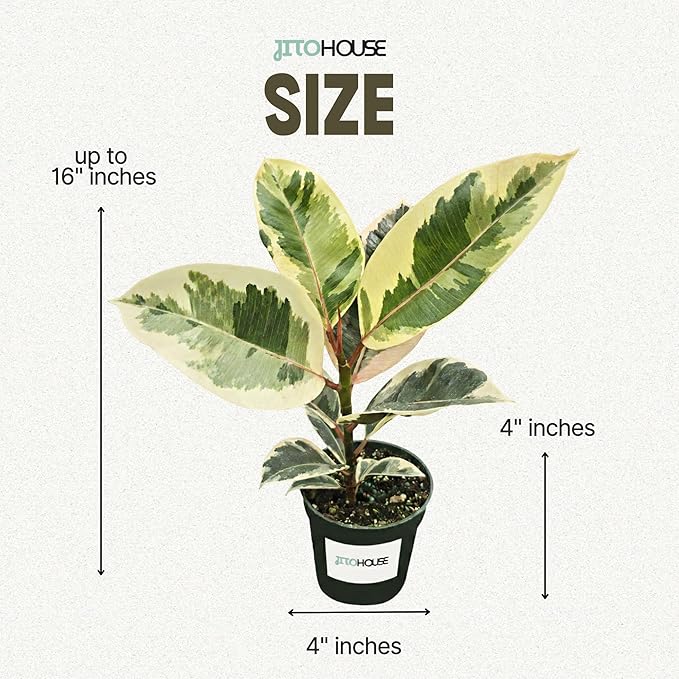 Ficus Tineke Live Variegated Full Size Rubber Plant | Easy Care Indoor Plant, Air Purifier Houseplant for Home & Office | Colorful Green, Cream & Pink Leaves in 4” Pot - JitoHouse