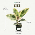 Ficus Tineke Live Variegated Full Size Rubber Plant | Easy Care Indoor Plant, Air Purifier Houseplant for Home & Office | Colorful Green, Cream & Pink Leaves in 4” Pot - JitoHouse