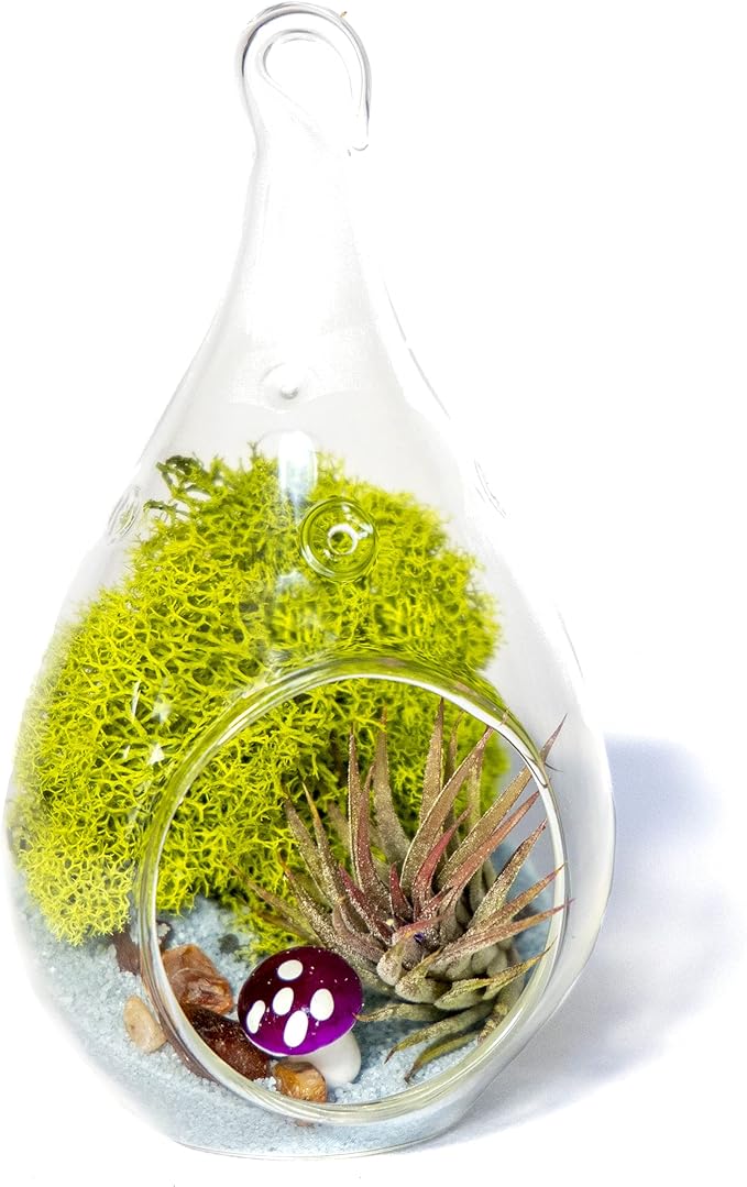 Creations by Nathalie - DIY Terrarium Kit with Live Air Plant (Local & Fresh from Florida), Glass Tear Drop, Reindeer Moss, Figurine, Healing Crystal Chips and Sand - Handmade in USA