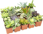 Plants for Pets Easy to Grow Houseplants (12 Pack) & Altman Plants Live Succulent Plants (20 Pack) - Indoor Plants in Plant Pots