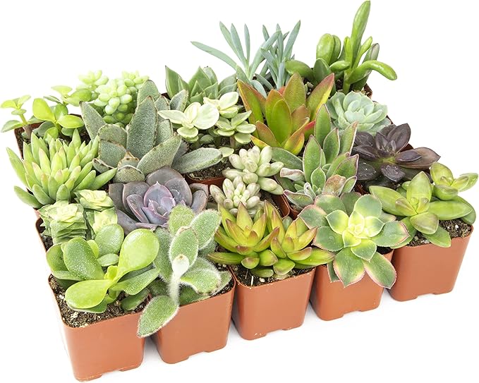 Plants for Pets Easy to Grow Houseplants (12 Pack) & Altman Plants Live Succulent Plants (20 Pack) - Indoor Plants in Plant Pots