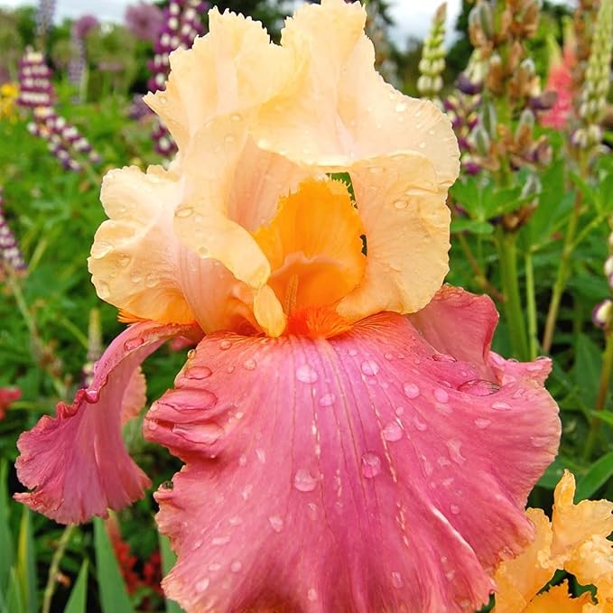 320+ Blooming Iris Flower Seeds for Planting Exotic Perennial Flower Non-GMO Heirloom Seed Beautiful and Colorful Blooms for Your Garden